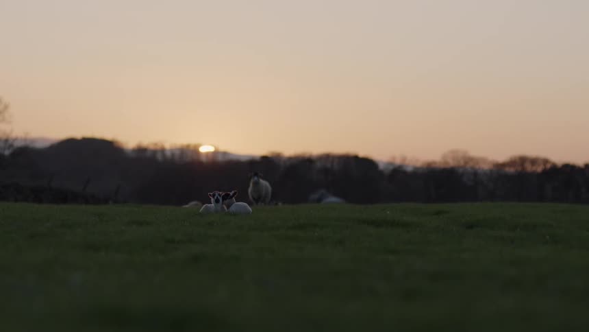 A wide shot of sheep laying down in a grassy field while one of them stands as the sun is setting on the horizon
