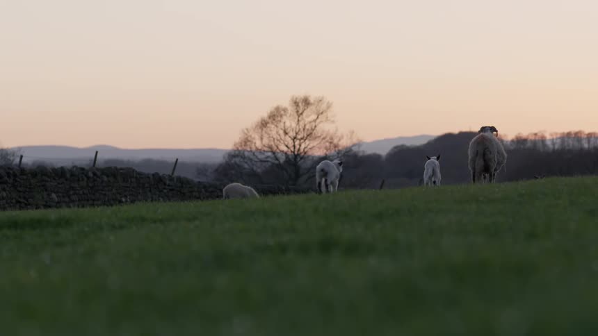 Two lambs play on a grassy field while following a walking sheep