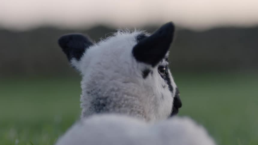 White lamb with black ears and mouth standing in a field looking around at sunset
