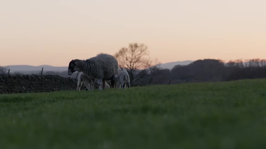 A sheep with lambs in a grass field in the countryside at evening