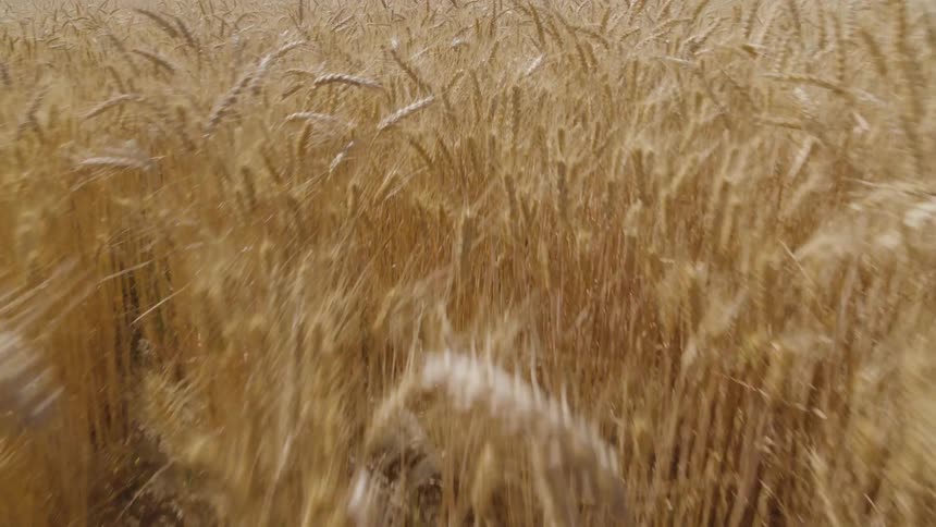 Extremely low skim above and through heads of golden wheat
