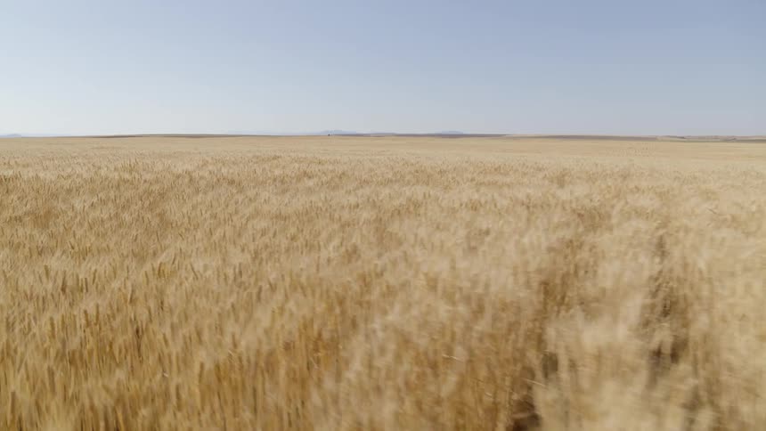 Subtle descending orbit over an enormous field of wheat swaying gently in the wind