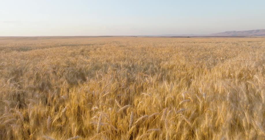 A vast field of golden sun kissed wheat is ready for harvest