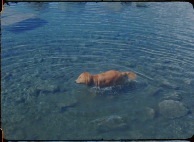 A dog in a lake shakes water off as a man walks past