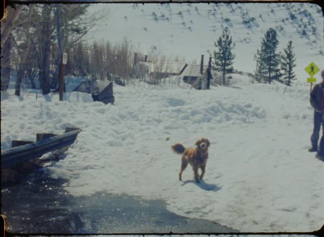 Home movies style footage of golden retriever happy and rolling around in snow with excitement people standing nearby daytime