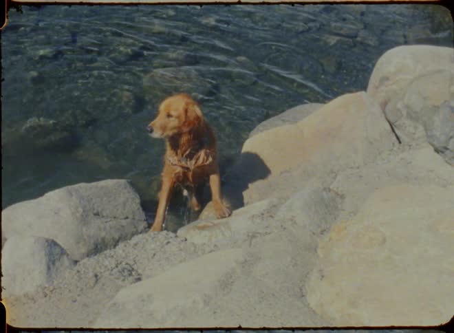 A dog climbs rocks along a river bank