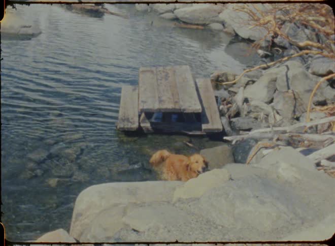 Archival footage of a dog coming out of a pond and shaking the water off his fur