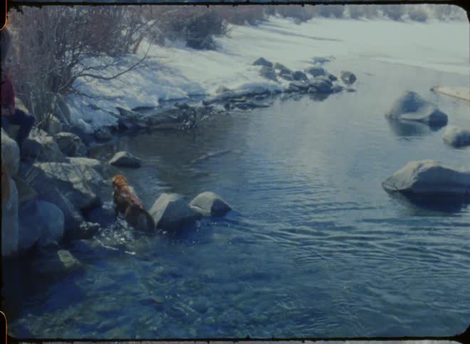 Film footage of a dog swimming in a river during winter