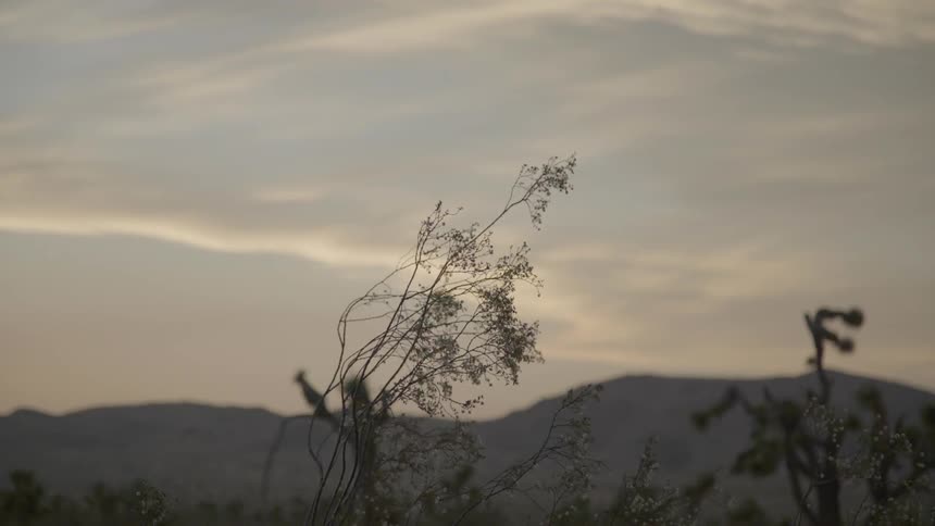 A plant blows in the breeze against a backdrop of clouds and mountains