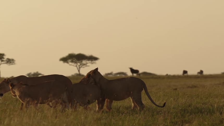 A lion plays with its cubs in a field