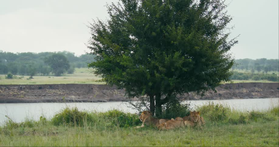 A pride of lions lies under tree while raining in the wild