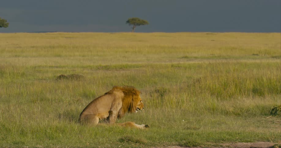 Sunlight shines on a pair of lions relaxing together in a grassy field