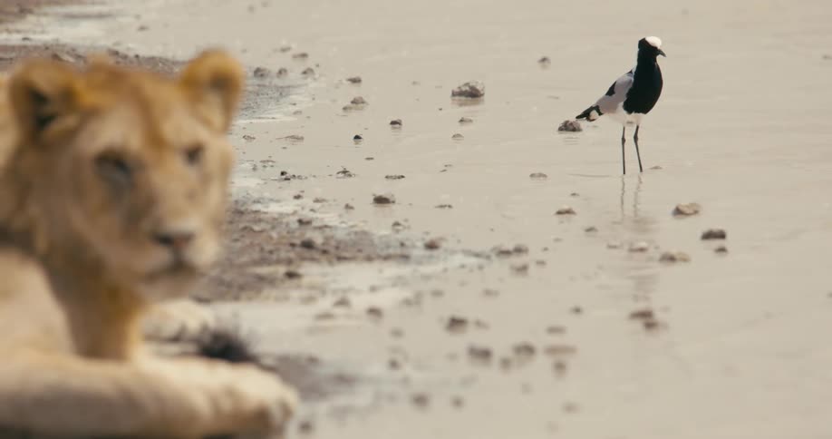 Lioness lies on the bank of river next to white and black bird