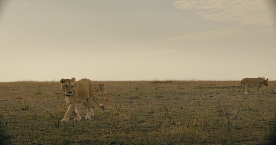 A small group of lions are walking in a field and one lion is lying on the grass watching them