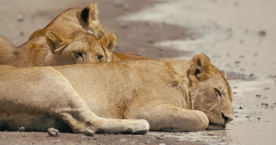 A group of lions are laying on the beach together