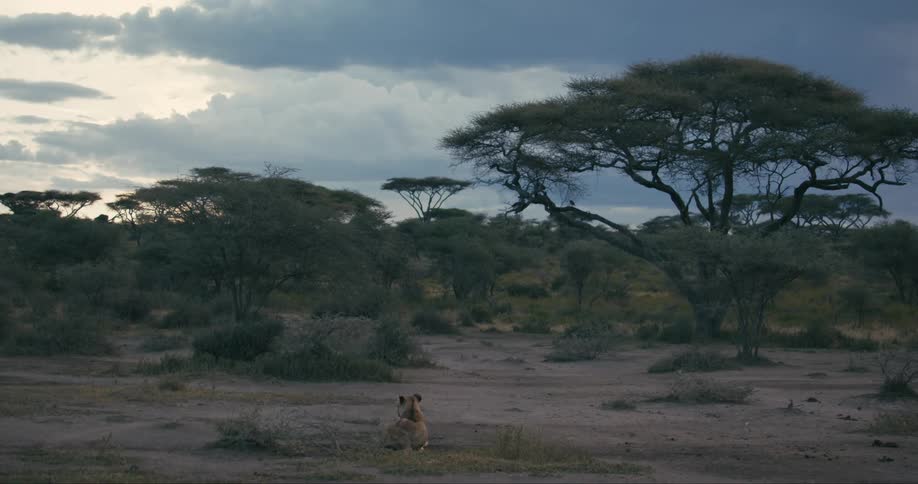 A lion resting on the ground while surveying the savanna