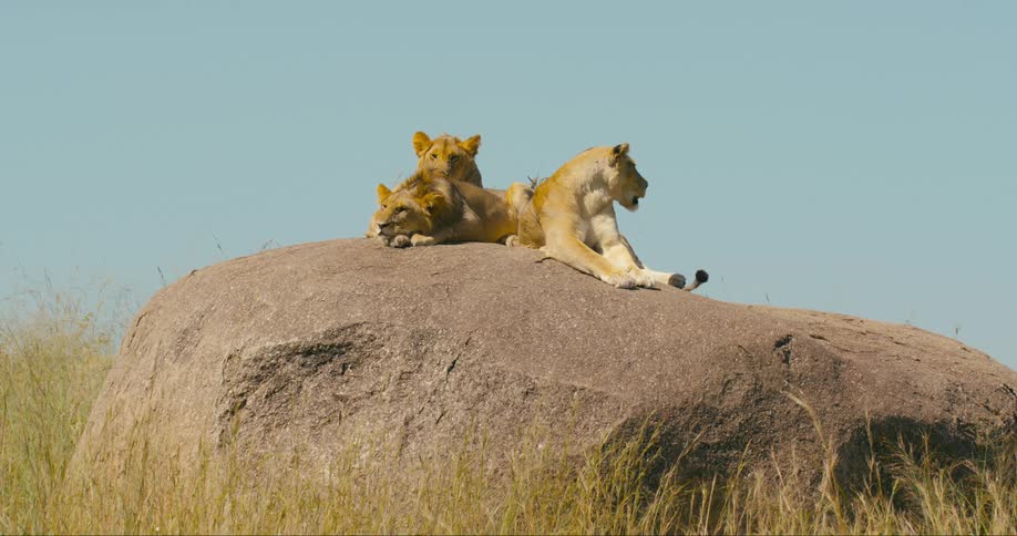 A group of lions rest together on a rock