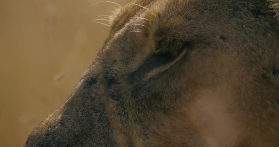 Close up view of a lion in the savanna is displayed