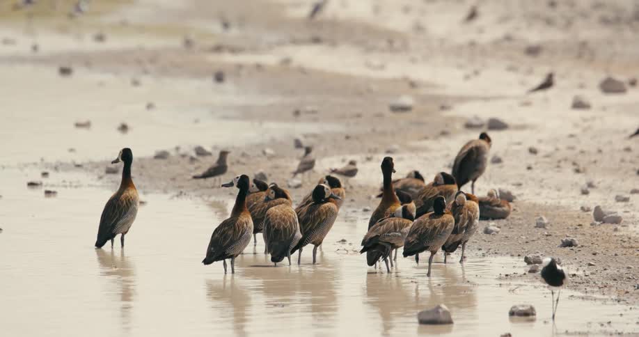A flock of ducks is standing in muddy water on the shore