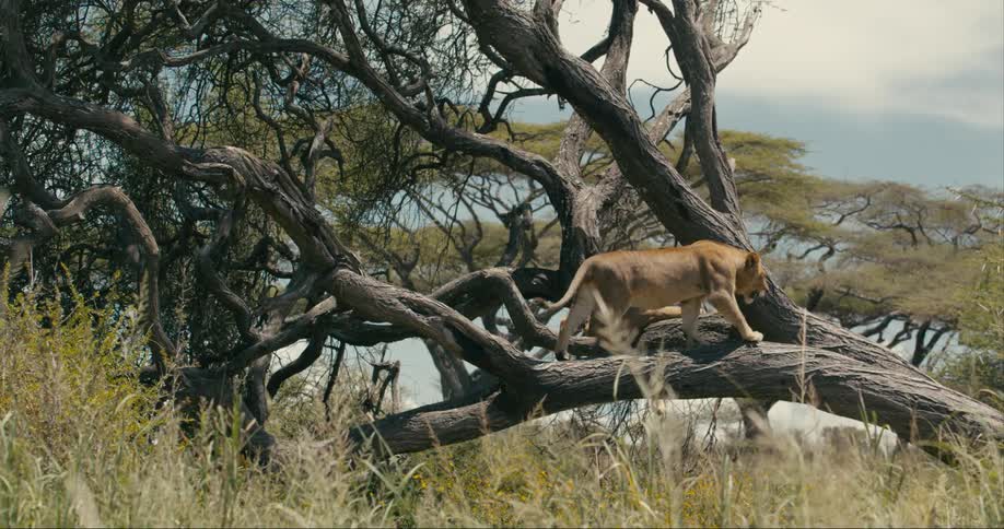 Two lions in a tree one resting on its side and the other walking on it slowly