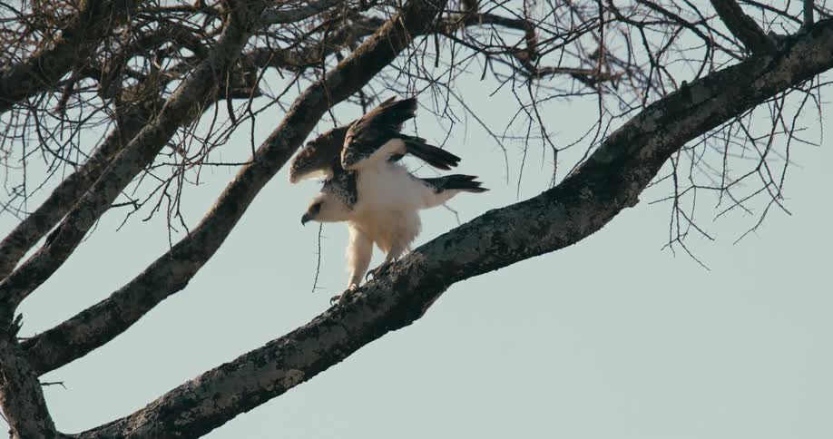 A large hawk standing on a tree trunk as it opens its wings