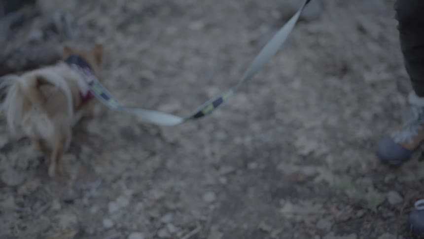 A person is walking a very small dog on a dirt path