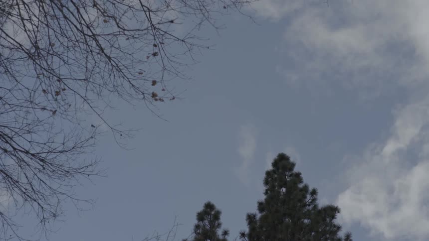 Clouds moving over the treetops on a windy, fall day