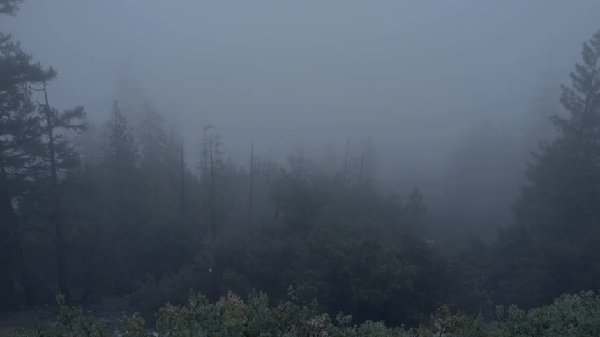 Fog clinging to tree tops in a forest