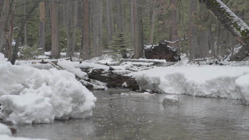 Snow-covered banks in a forest along a quiet stream