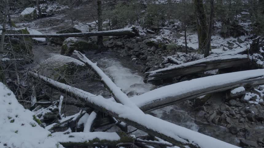 There are many trees fallen on this stream
