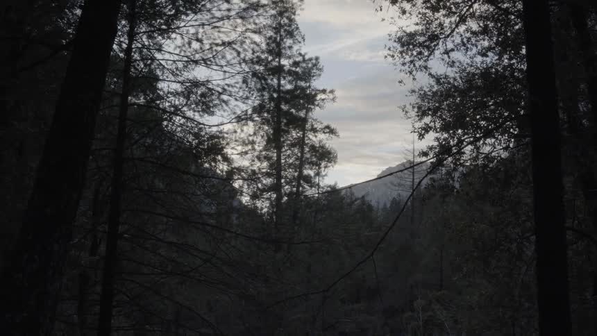 Trees with a cloudy sky behind them