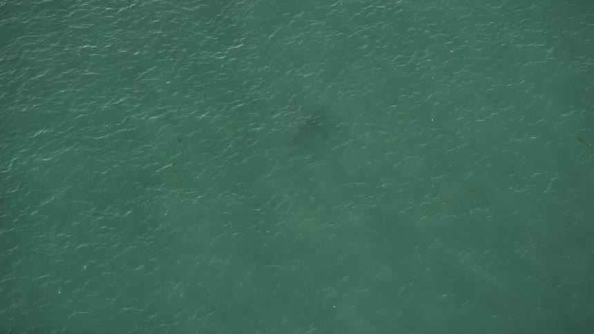 A aerial view of a shark swimming in the Atlantic Ocean off the coast of Marathon Florida during sunset