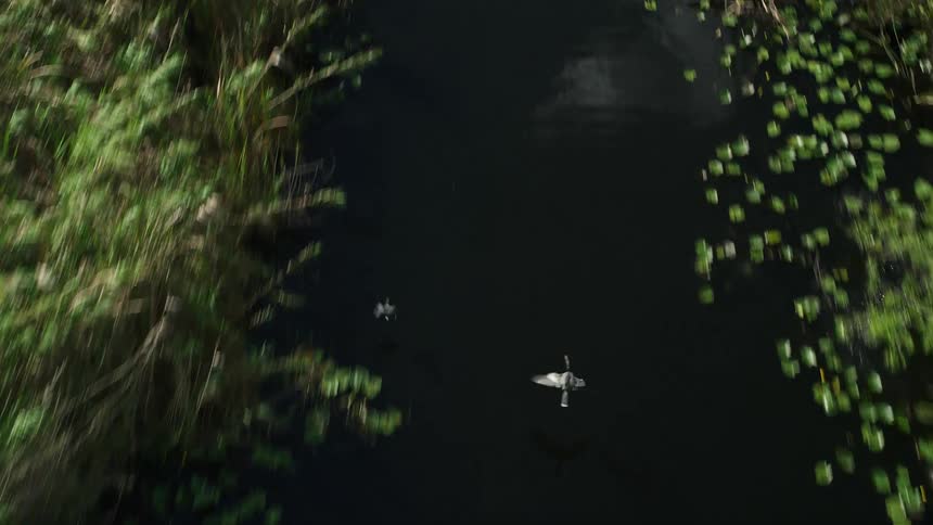 Aerial footage of birds flying over a river with lush water plants below taken in the Florida Everglades