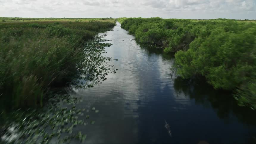 A birds eye view of a river with birds flying along the surface in the famous Florida Everglades showcasing natural rivers and wildlife