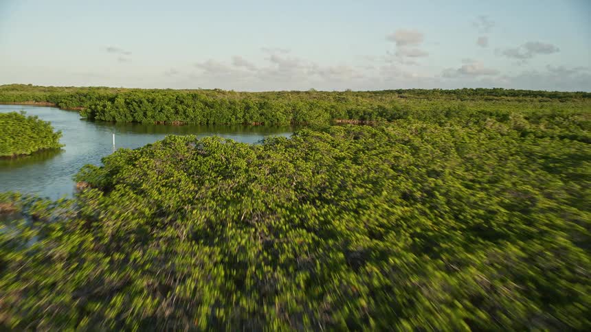 A breathtaking aerial view of the lush mangroves at sunset during summer in Long Key Florida