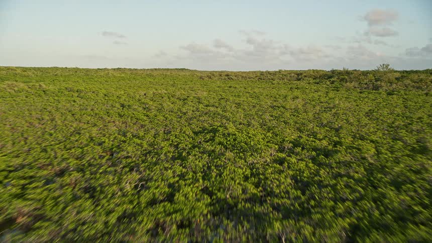 A breathtaking aerial view of the mangrove forest on Long Key Florida filmed at dusk during summer