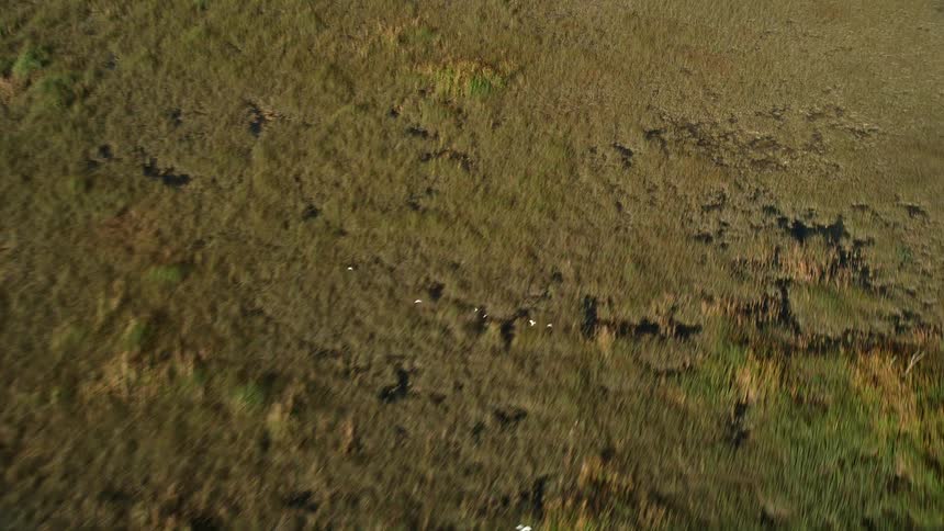 A birds eye view of flying over fowl in Floridas Everglades National Park