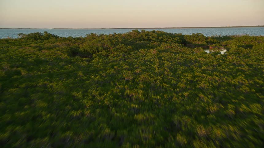 A bird flies up from a lush mangrove forest at sunset while taking low altitude aerial footage in Islamorada Florida