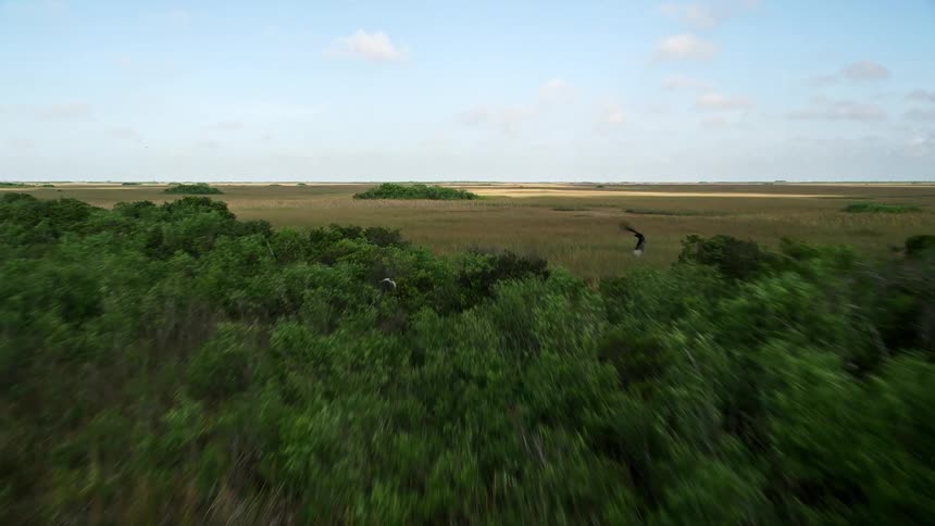 A breathtaking aerial view of Floridas Everglades marshlands and rivers with birds and other wildlife in sight on a sunny day