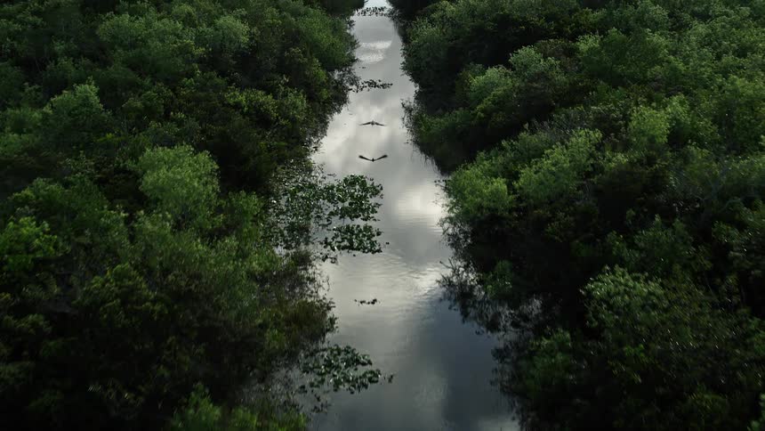 An aerial view of a river flowing through the lush green vegetation of Floridas Everglades providing a scenic and enjoyable sightseeing opportunity