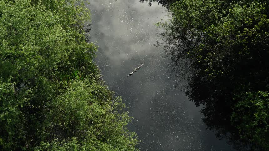 An alligator seen floating in the middle of a river surrounded by the stunning Florida Everglades viewed from above in aerial footage