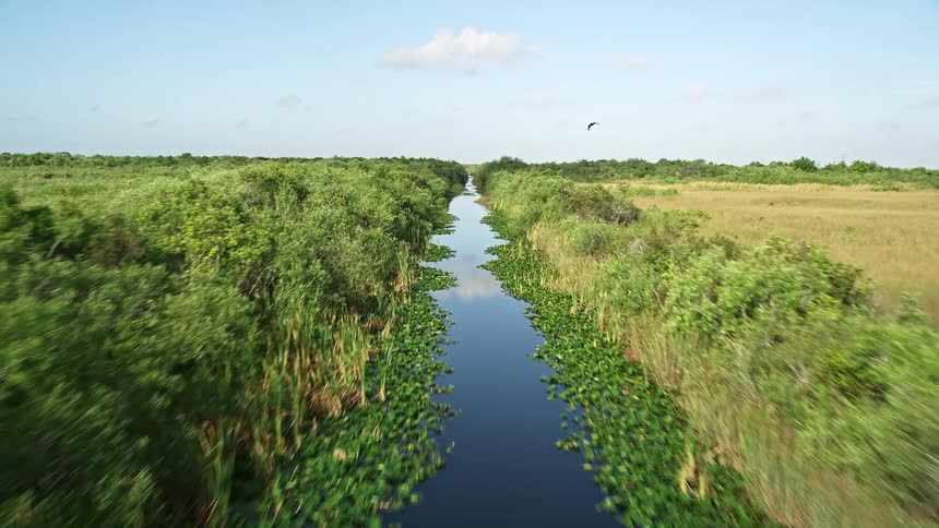 Flying low over marshland reveals a river and alligator in the water in the Florida Everglades captured in 5K aerial footage