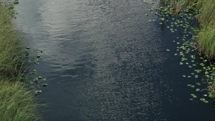 Aerial footage of an alligator disappearing into the water in the Florida Everglades