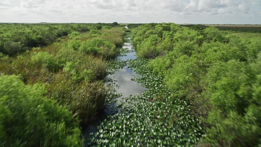 Aerial footage of birds flying over a river surrounded by lush green marshlands in the Florida Everglades with the reflection of the partly cloudy sky visible on the water surface and clumps of floating water plants