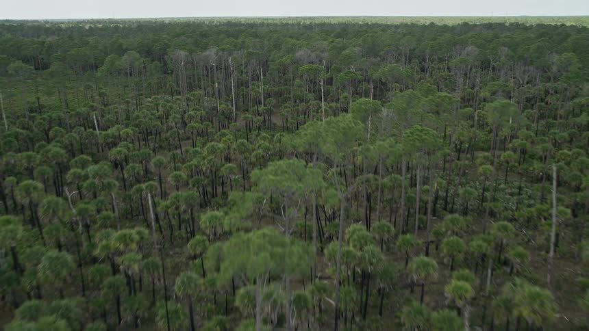 Flying low over a picturesque forest with tall trees and palm trees in Cocoa Florida on a partly cloudy day during spring or summer