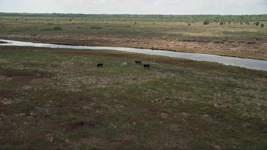 Aerial footage of cows grazing by a river in Cocoa FL during the summer