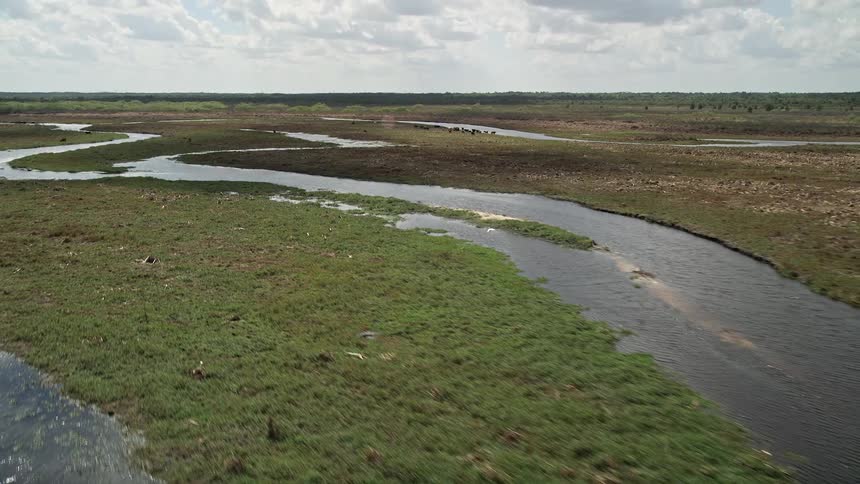 Aerial footage of Floridas Cocoa wetlands revealing cows grazing in the marshland along rivers