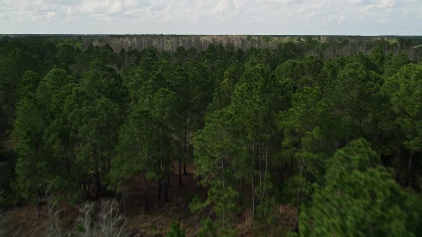 Aerial footage of a forested landscape in Florida with leafless trees in the foreground and a green forest in the distance as the camera flies over and approaches the lush woodland