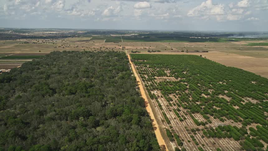 Approaching aerial footage of a rustic farmland and orchard in Clermont Florida showcasing the expansive rural landscape