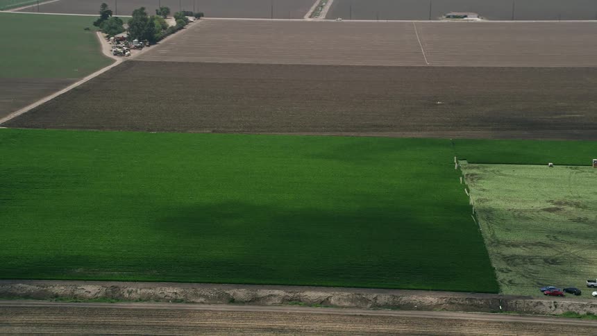 An aerial view tracks a field of green crops growing on a sunny day in Camarillo California
